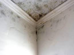 Mold Remediation for Rental Properties in Pittsboro, IN